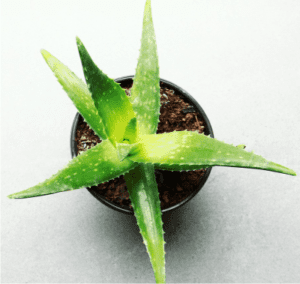 health benefits of aloe vera