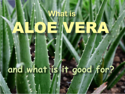 What is aloe vera and what is it good for?