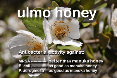 fresh ulmo honey from Chile kills MRSA better than manuka honey UMF25+