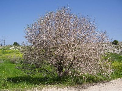 what is almond honey