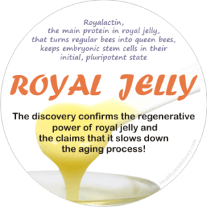 Royalactin from royal jelly keeps stem cells in embryonic, pluripotent state.