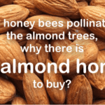 what is almond honey