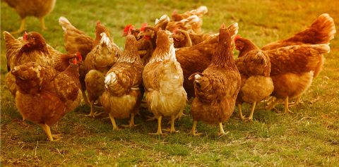 how to feed the chickens in hot days