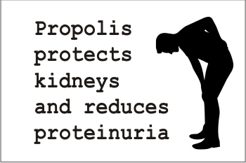 Propolis protects kidneys and reduces proteinuria