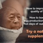 increase egg production in the summer