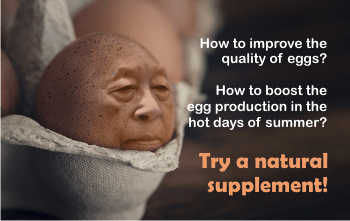 How to boost the organic egg production in the hot days of summer