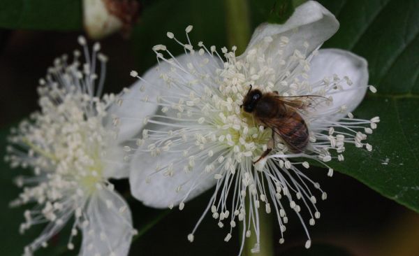 loquat honey visited by honey bee