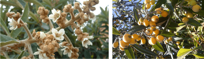 what is loquat honey