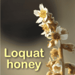 what is loquat honey good for