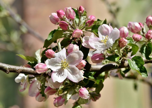 apple flowers make a tasty apple honey