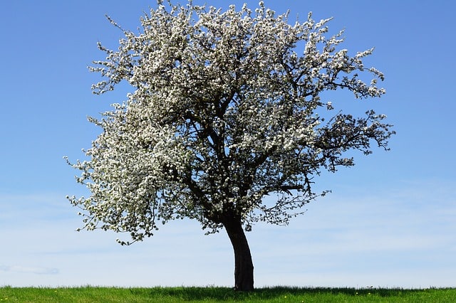 apple tree in blossom