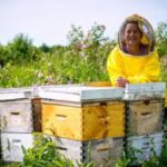 beehives