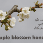 apple honey aka apple blossom honey