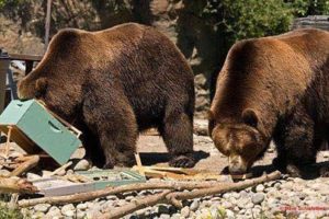 why do bears eat honey