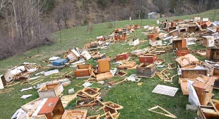 bears eat honey and destroy the hive despite bees stinging them