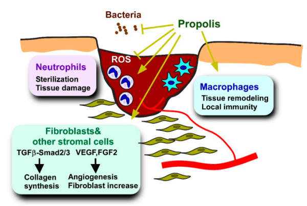 hard to heal diabetic wounds