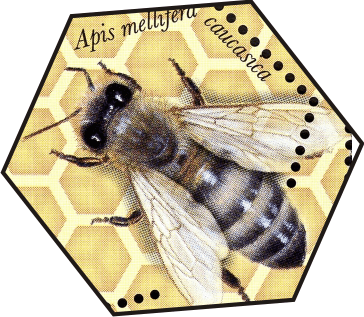 how is apis mellifera caucasica