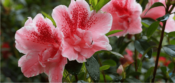 red azalea