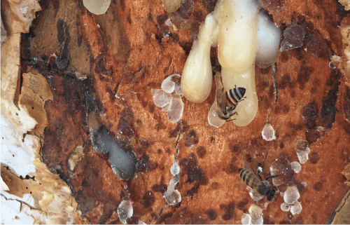 olibanum honey and propolis