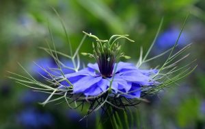 the black seeds nigella sativa help prevent covid infection