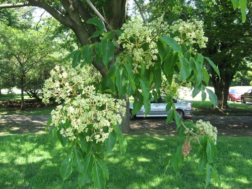 the bee bee tree