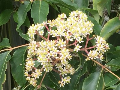 tetradium flowers