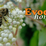 evodia honey aka tetradium or bee bee tree honey