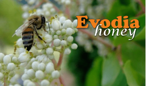 evodia honey aka tetradium or bee bee tree honey