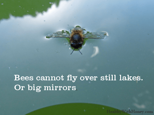bees cannot fly over mirror of a still lake