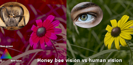 how does a bee see compared to a human
