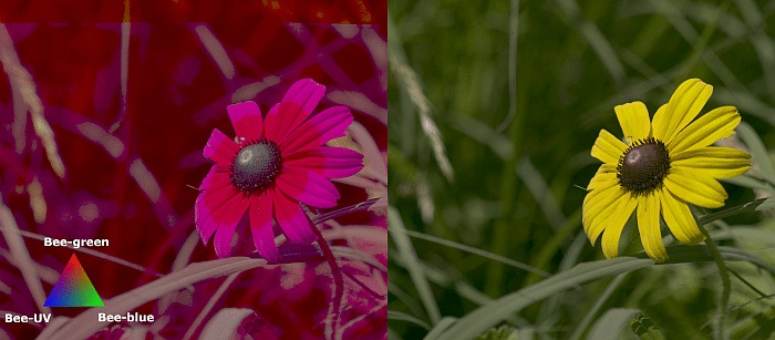 example of a flower seen by a honey bee and by human