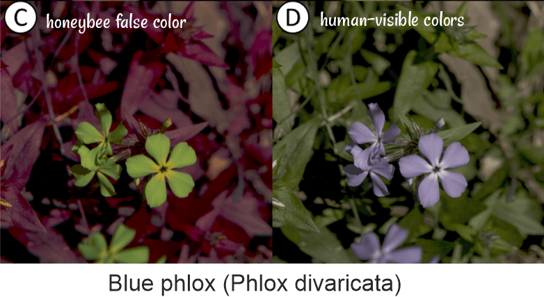 blue phlox seen by honeybee vs human