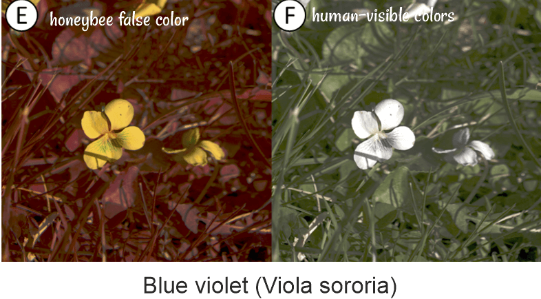 blue violet seen by honey bees vs humans