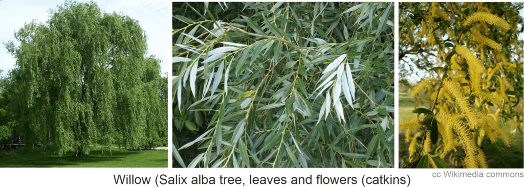 willow tree leaves and flowers are all good health