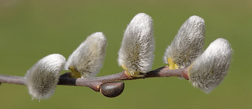 willow's catkins are flowers full of nectar for bees to make willow honey