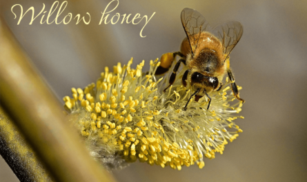how is willow honey