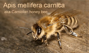 Apis mellifera carnica, originated in Slovenia