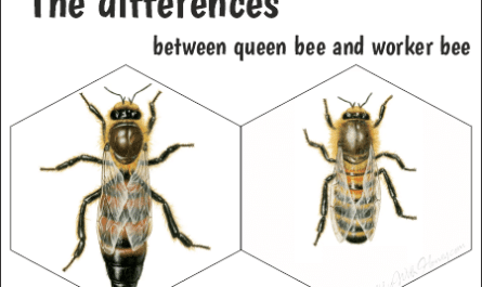 queen and worker bees have morphological and social differences