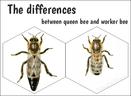 What is the difference between queen bee and worker bee?