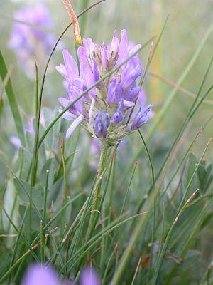 Astragalus adsurgens a species of Chinese milkvetch from which honey is made