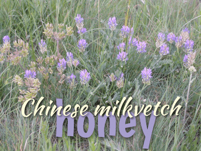 Chinese milkvetch honey benefits found here!