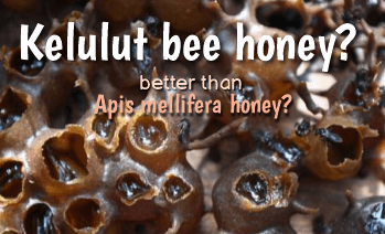 Comparison between kelulut bee honey and apis mellifera bee honey