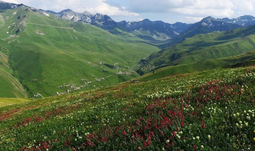 Anzer Plateau – source of the famous Anzer honey