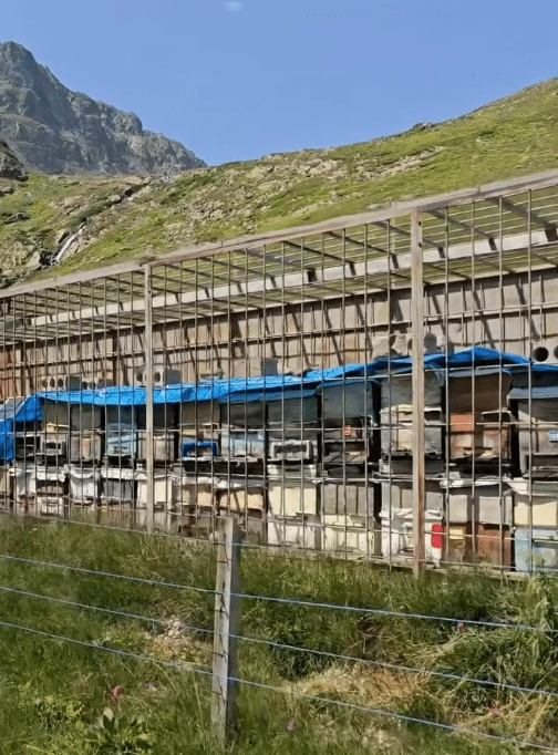 how beehives in Anzer Plateau are protected from bears