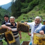 harvesting anzer honey
