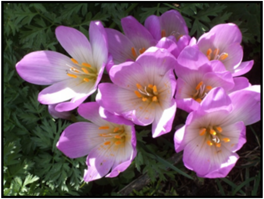 colchicum speciosum