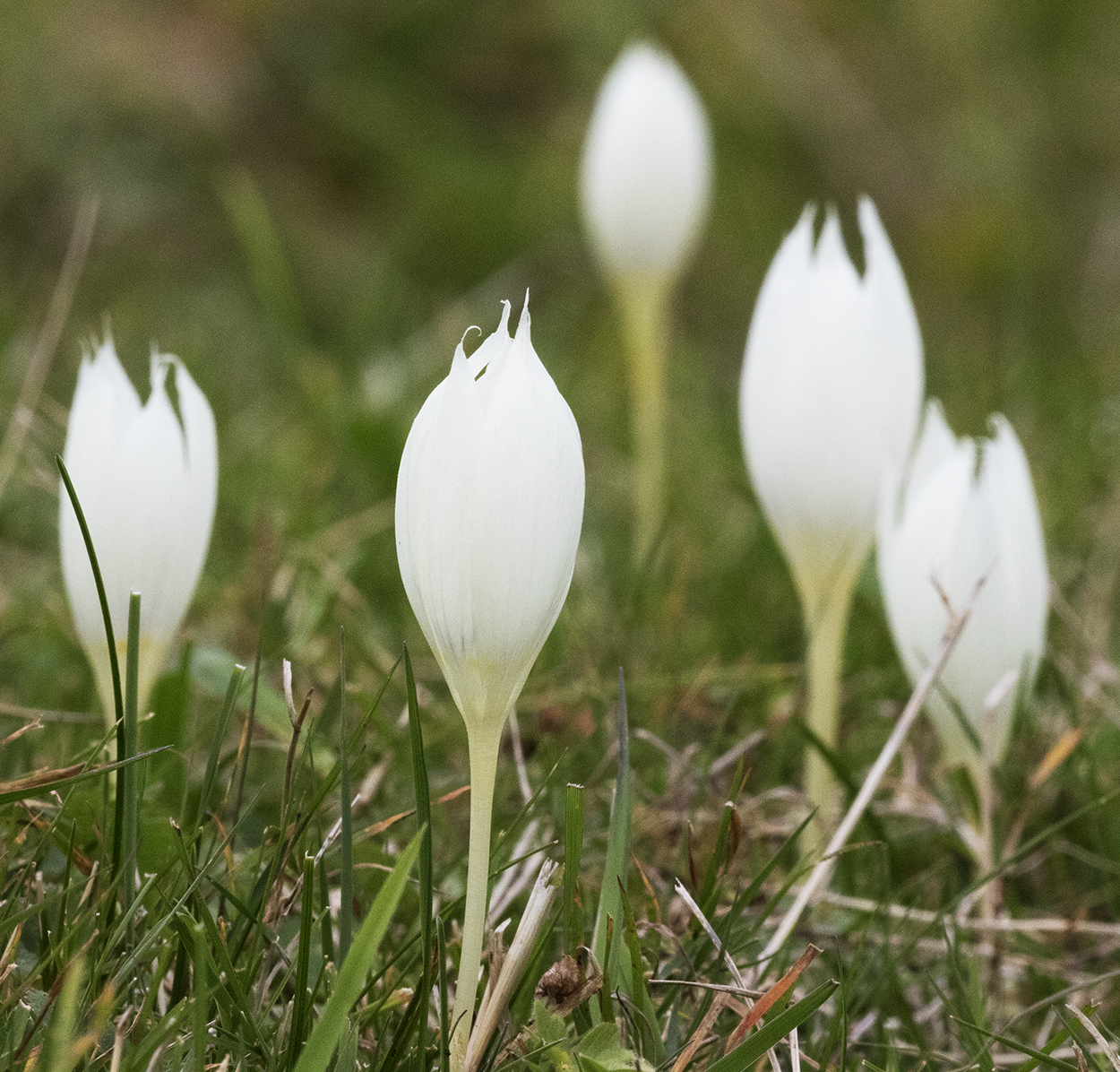 crocus callicola an endemic flower of Turkey frouns in Anzer honey