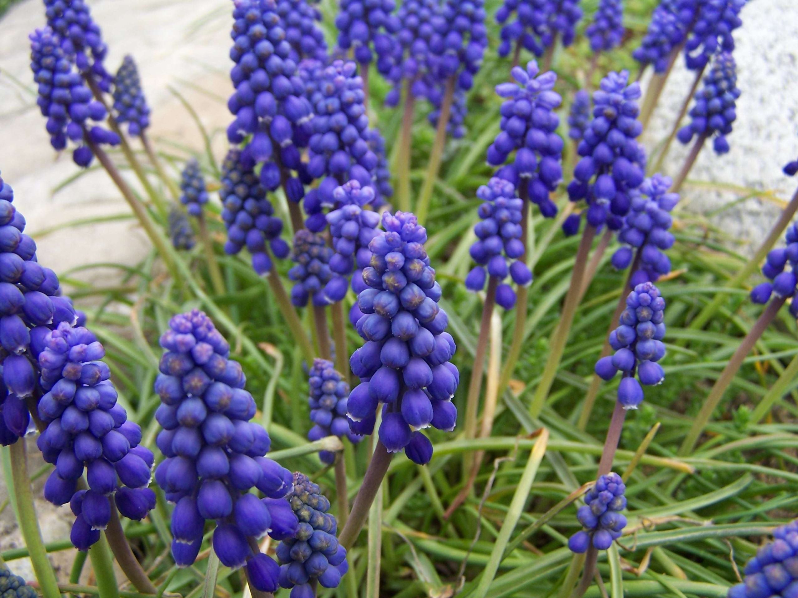 muscari armeniacum flower native to Turkey