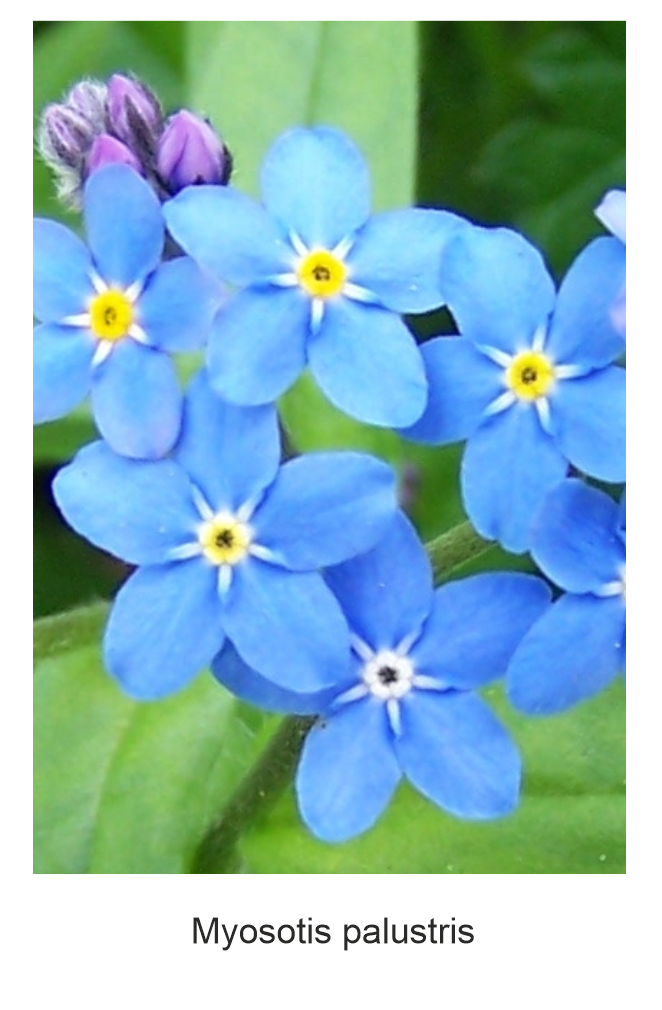 forget-me-not flowers must be present in Anzer honey