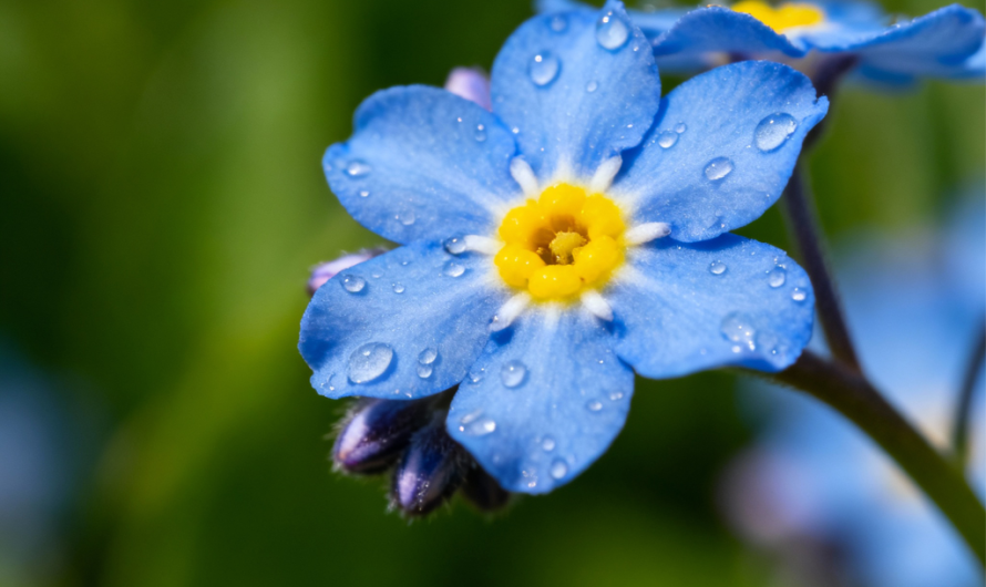 The source flowers of Anzer honey